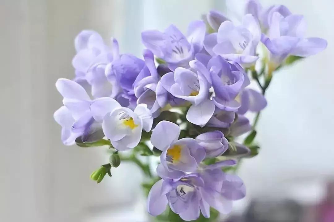 杨丽萍空中花园,杨丽萍的最美的时光