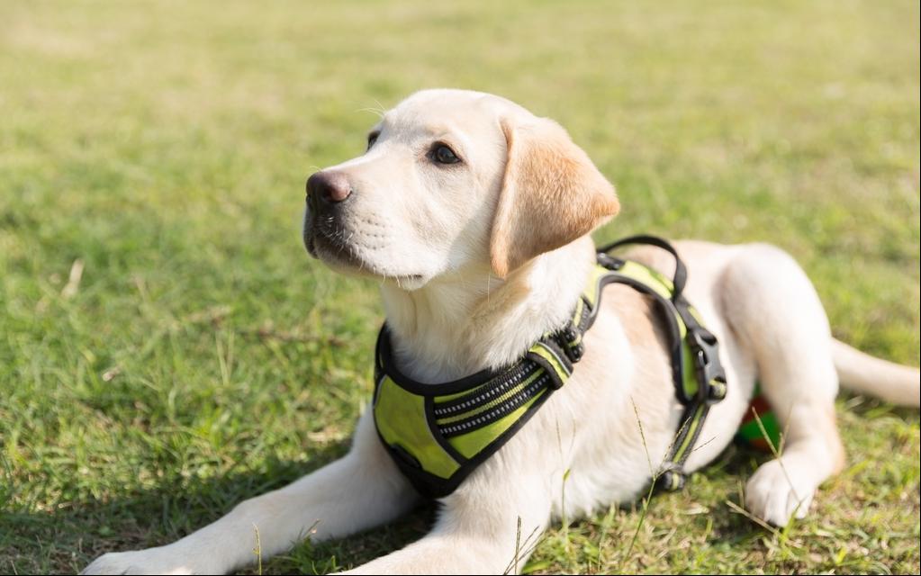 拉布拉多好养吗适合新手吗,拉布拉多从长大开始养可以养熟吗