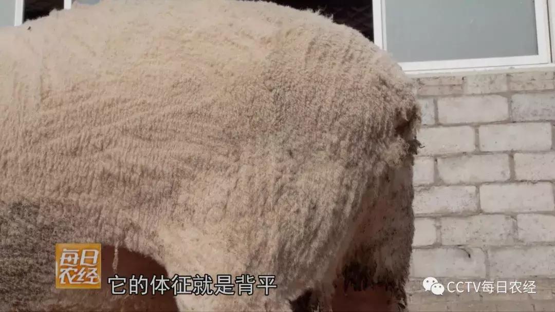 吃得了杜仲，卖的出价钱的羊