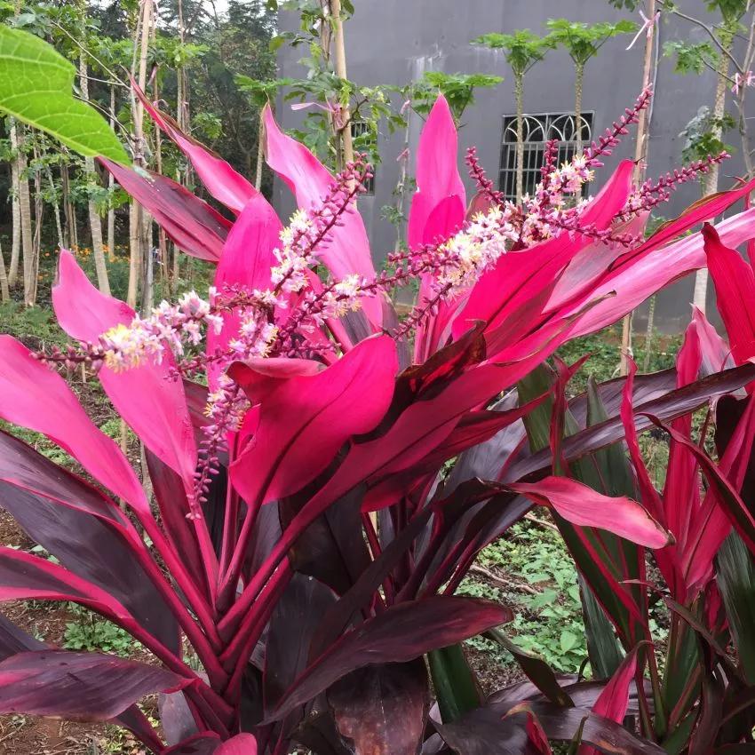 紫竹养几支风水好,紫竹盆栽好养活吗