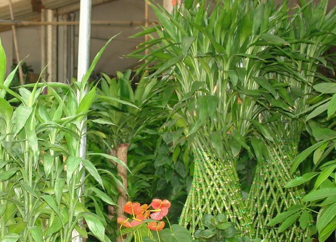 富贵竹叶尖发黄是全剪还是剪一半,富贵竹叶片黄了营养过剩怎么办