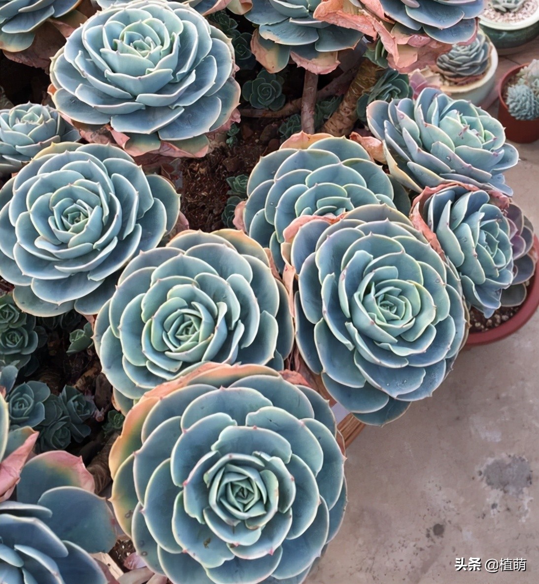 养了4年的玉蝶，不但没有“摊饼”，反而变成爆盆状态