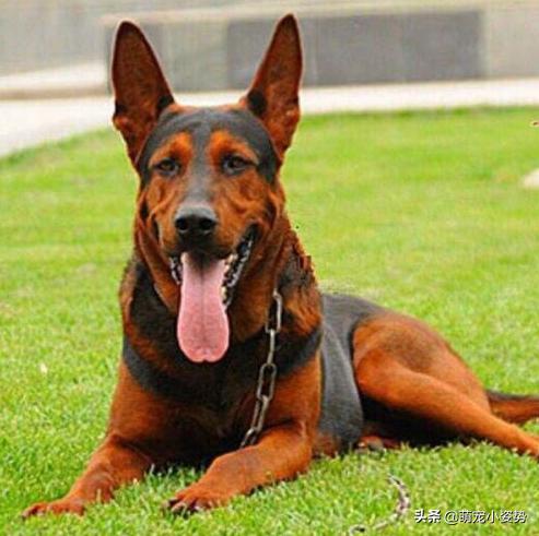 土狗分为哪三种狗品种呢,小土狗都有哪种品种的狗