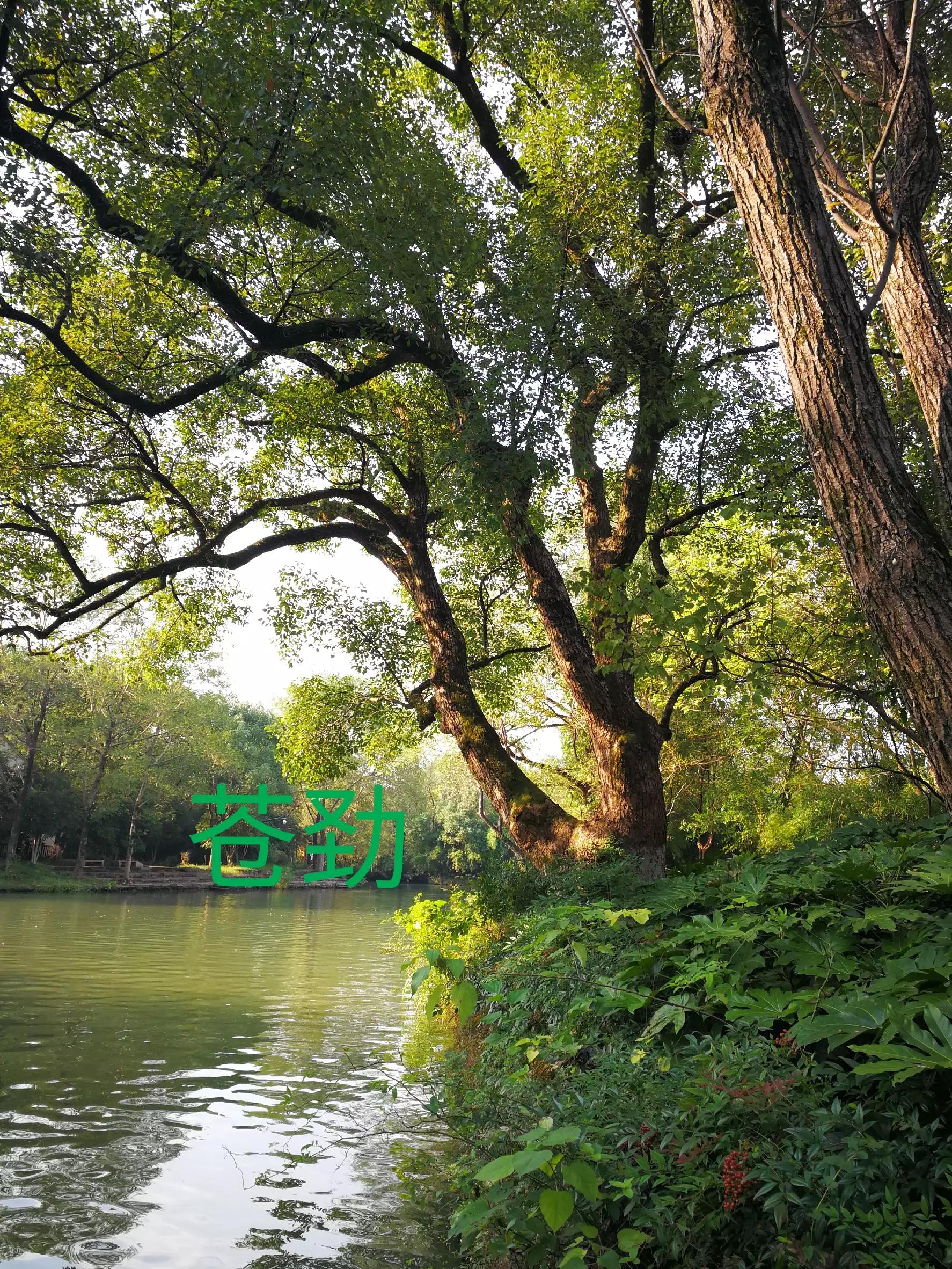 游览杭州西溪湿地,荡漾在四通八达的河道上,沁人心脾,一起看看