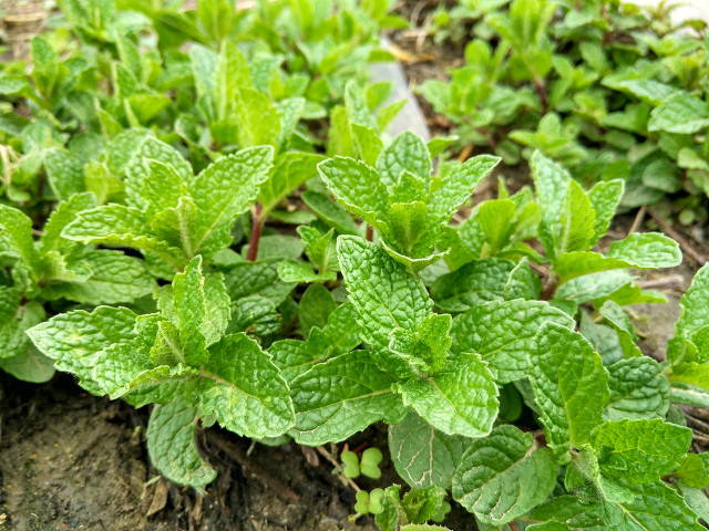 同学群让人反感,同学群有的不受待见