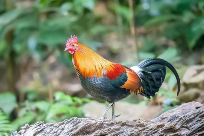 高清童年常见飞禽篇（值得珍藏）