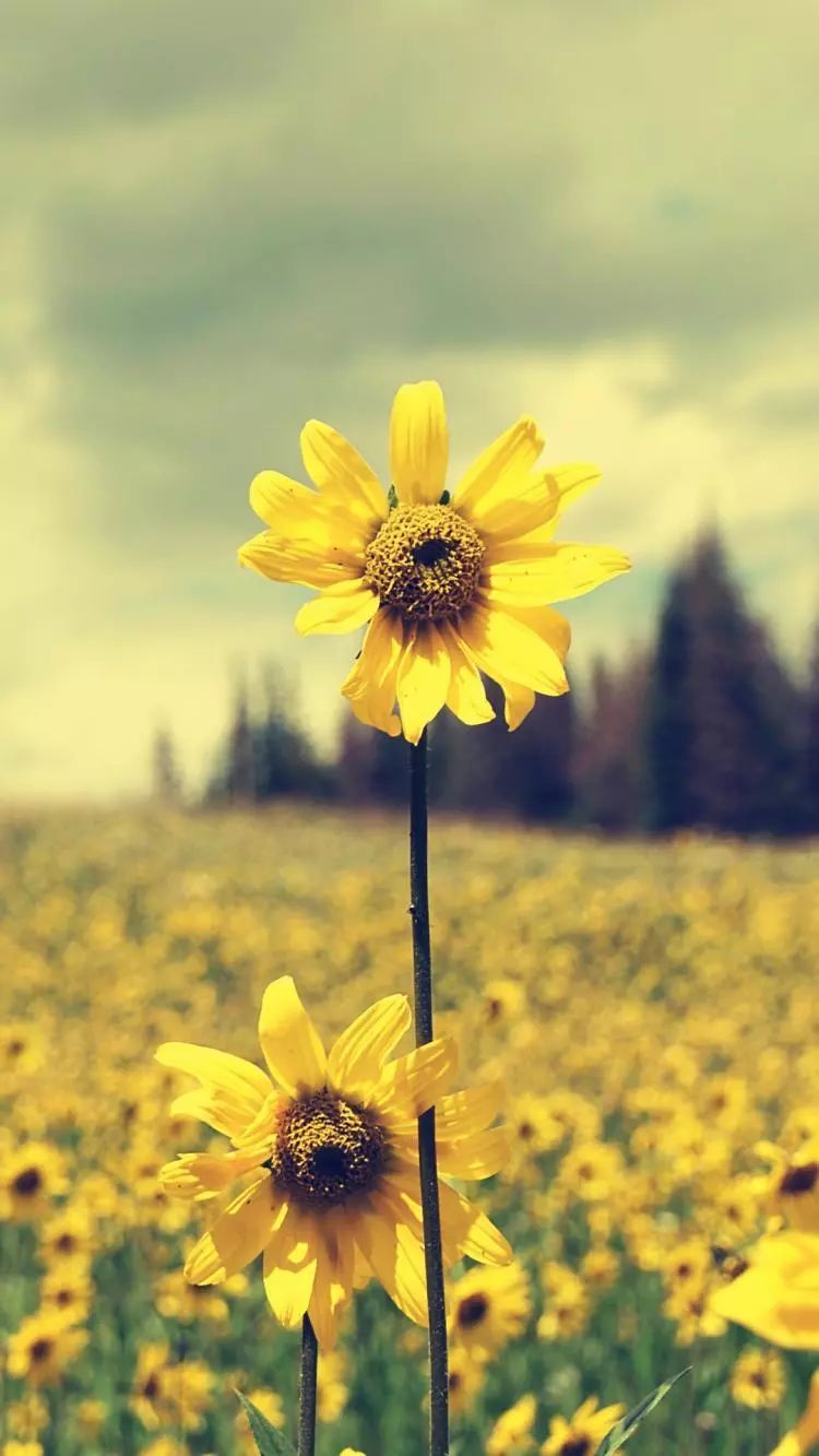 很黄很黄的壁纸,简直亮瞎我的眼!