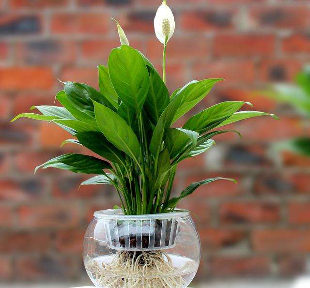 13种有毒的盆栽花卉有哪些,十种有毒的花卉有哪些