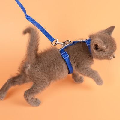 怎样让猫咪变成粘人小猫,要怎么驯服一只小猫