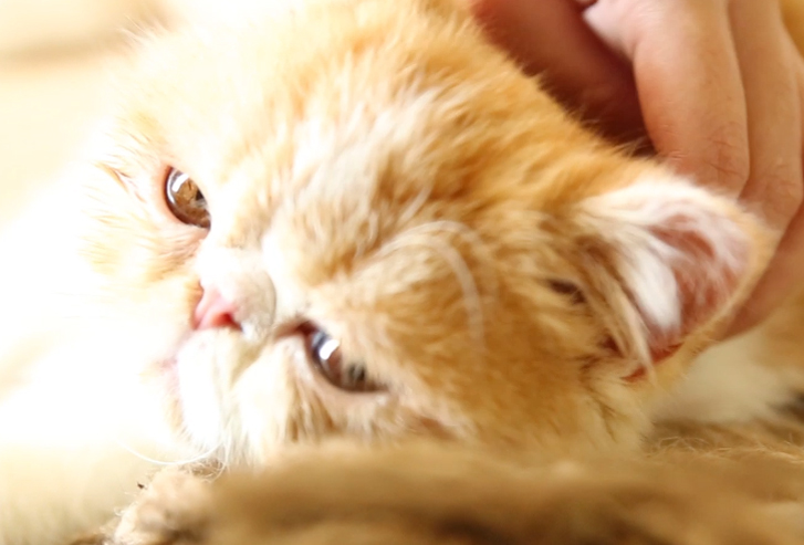 猫咪生病去哪里看,猫咪生病时看什么视频