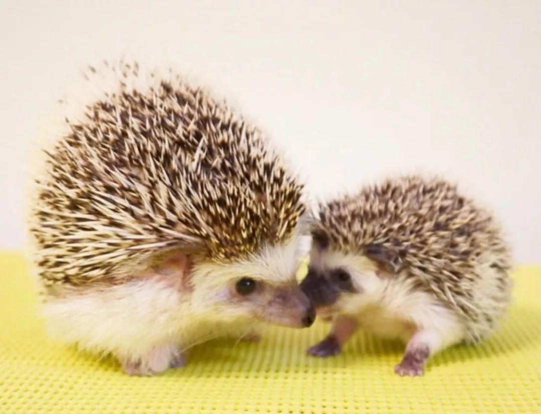 养一只戏精宠物是什么体验,养了一只小狐狸是什么体验