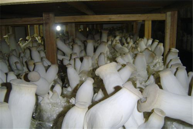 杏鲍菇工厂化栽培技术,杏鲍菇工厂化栽培全过程