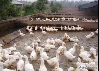 蛋鸭腹泻的应急处理技巧,蛋鸭拉稀是什么原因引起的