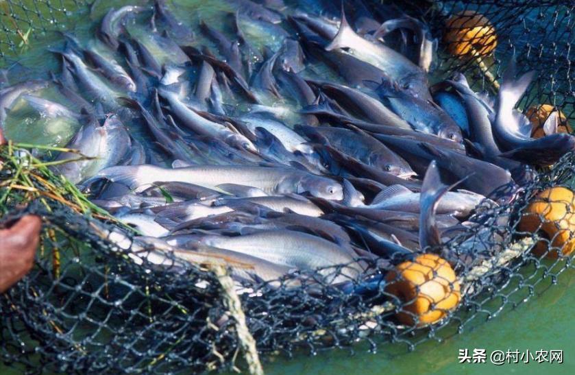 2020年最火农村创业项目有哪些,当下农村最适合创业项目是什么