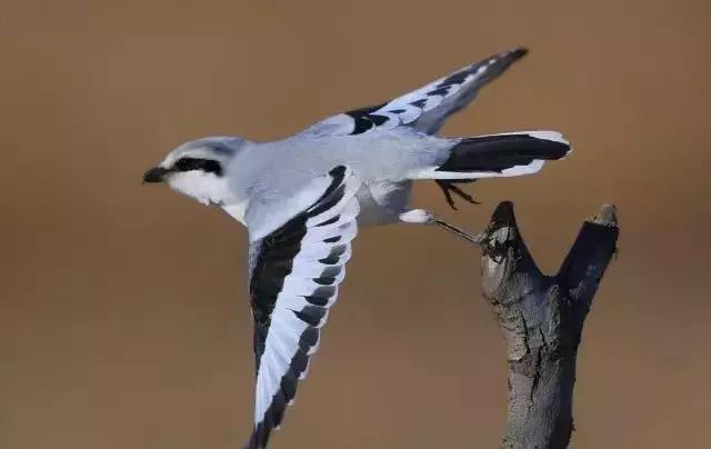 伯劳鸟饲养,没睁眼的伯劳怎样饲养