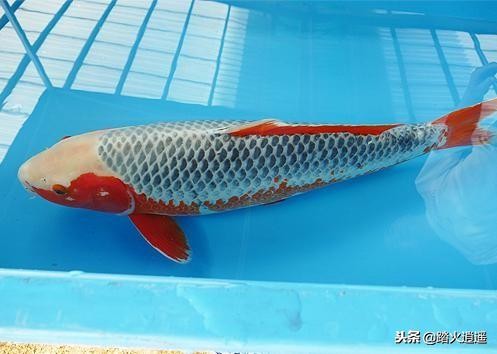 鱼突眼是什么原因引起的,鱼凸眼是什么原因引起怎么治疗