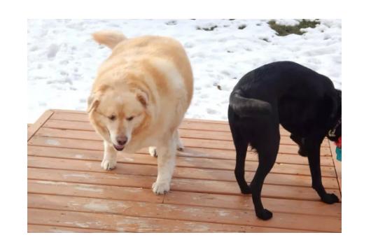 狗狗打疫苗前注意事项及禁忌,狗狗怀孕后注意事项