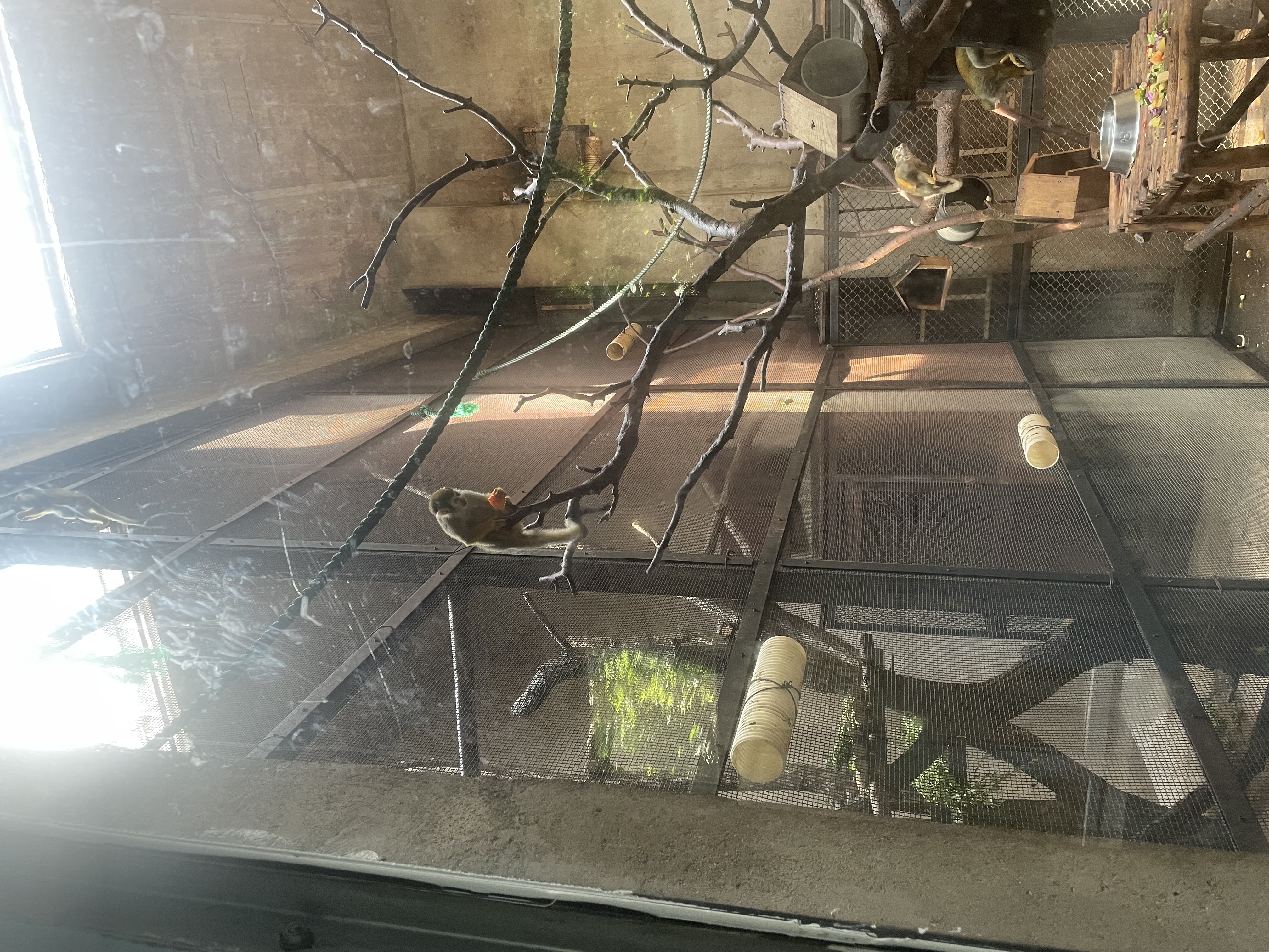 沈阳森林动物园春游,五一小长假去沈阳森林动物园游玩