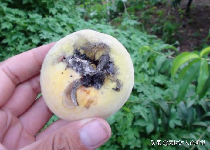 桃子褐腐病和炭疽病的区别,怎样防桃子褐腐病