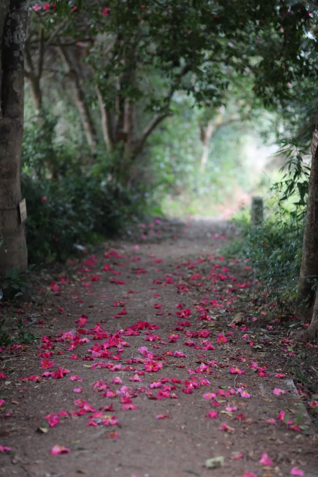 极边之城腾冲，来这里必做的八件事，否则白来了