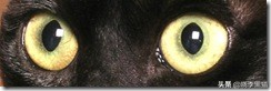 为什么猫咪的眼睛颜色那么多,猫咪健康的眼睛是什么样