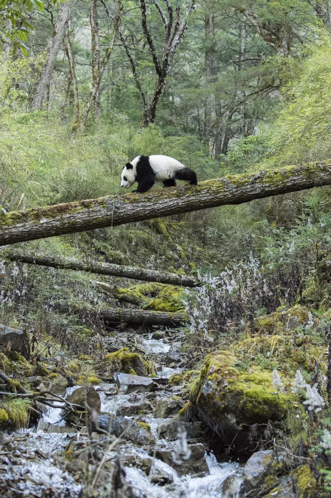 熊猫萌,熊猫萌啦