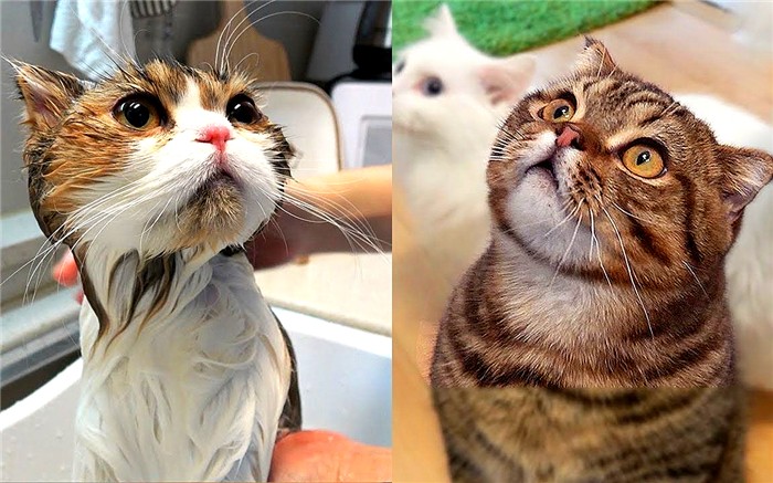 如何判断猫咪是否需要洗澡,猫咪不能洗澡但是身上有味怎么办