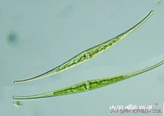 水产藻类大全图片,水产藻类知识大全