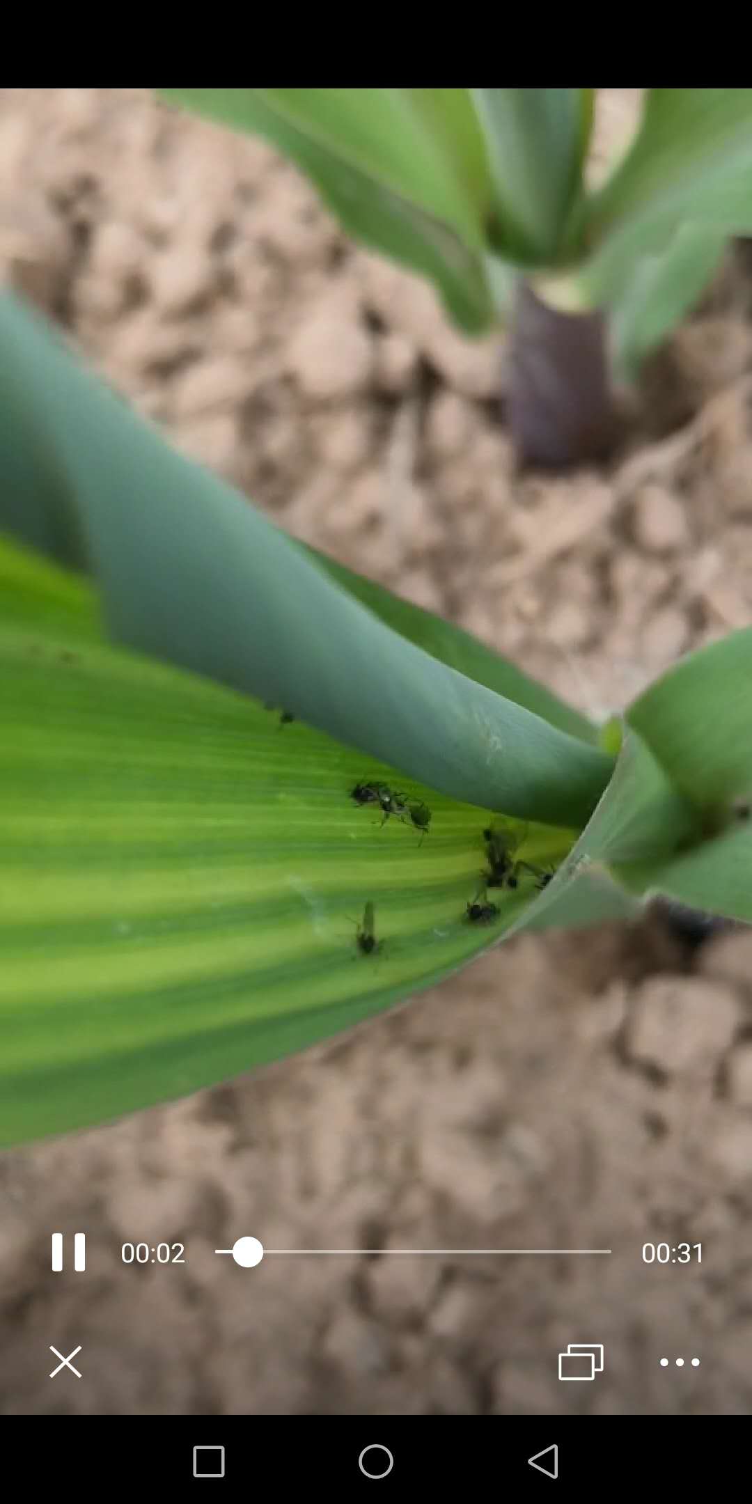 蓟马飞入口中怎么办,蓟马进眼睛了怎么办