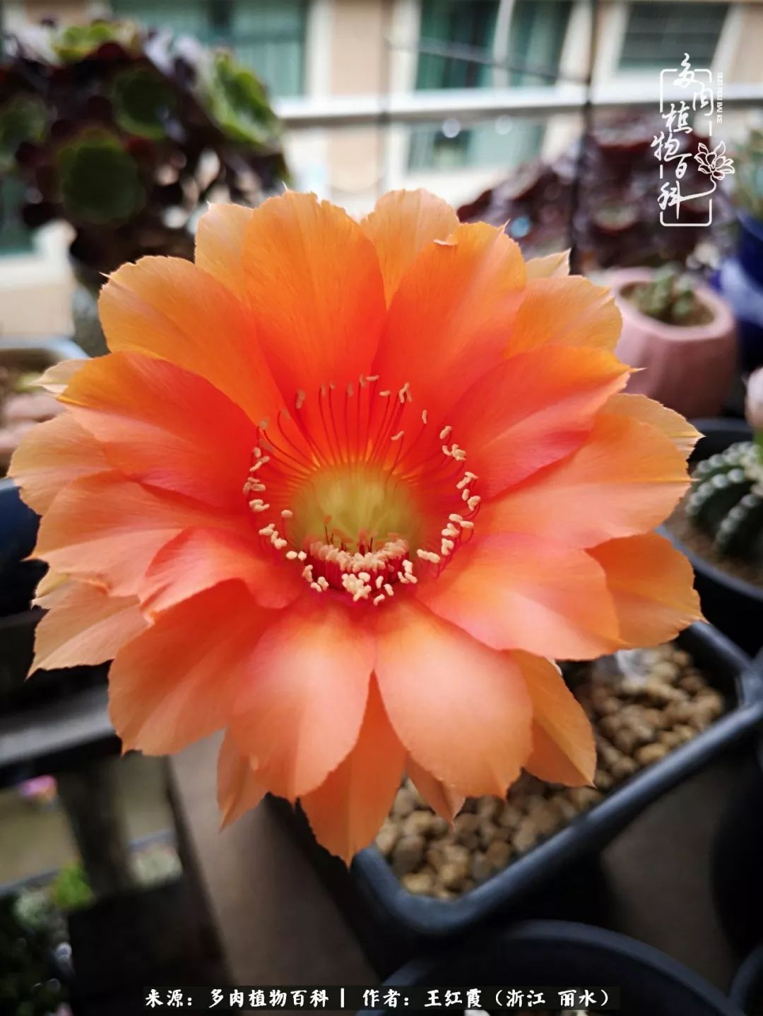 仙人球露养条件,仙人球的露养方法