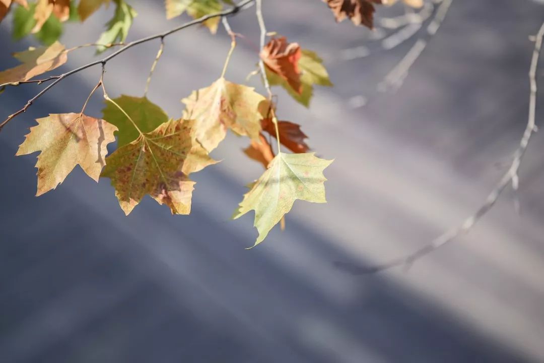 莫干山裸心谷,莫干山裸心谷住宿