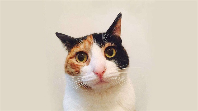 猫宅一生增肥营养膏,猫吃营养膏有什么用