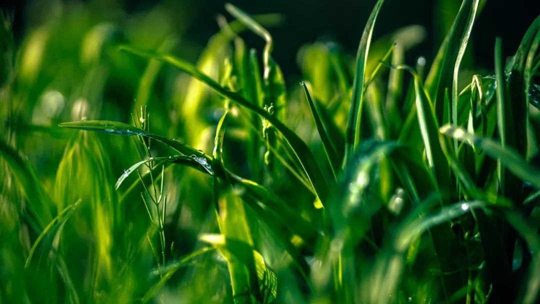 俐安心语怎么样,俐安心语消费