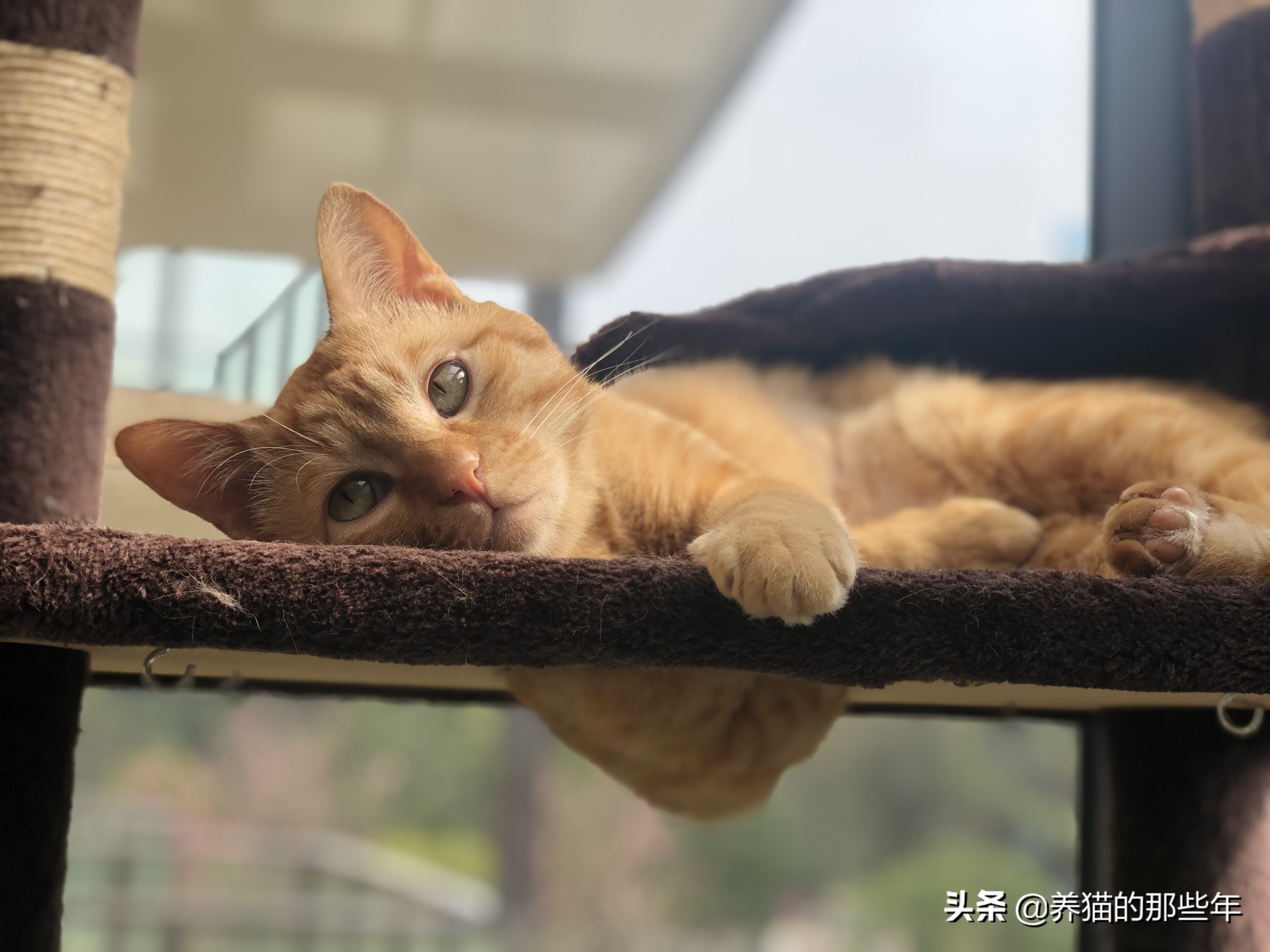 领养的布偶猫刚到家为什么怕人,流浪猫领养后怕人