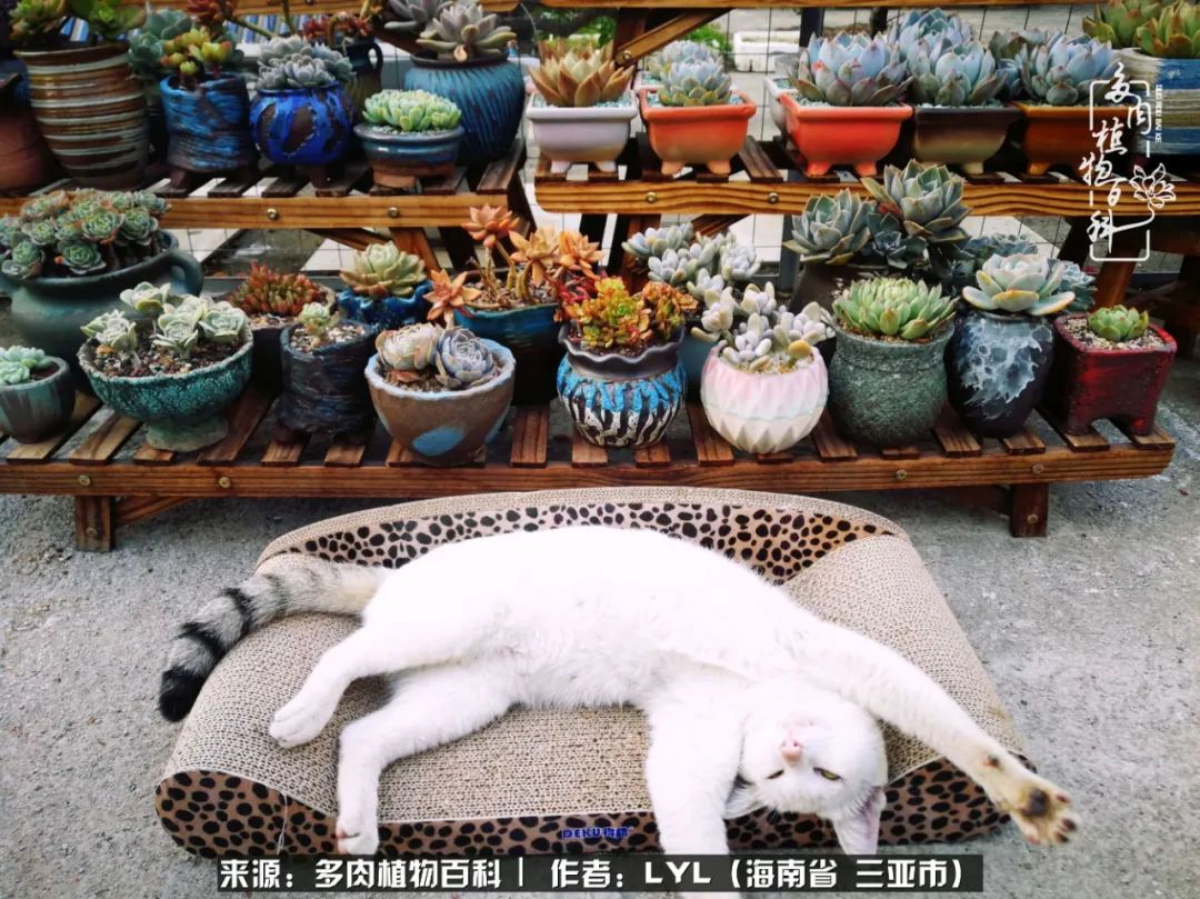 开挂区养多肉,非开挂区怎么把多肉养出状态