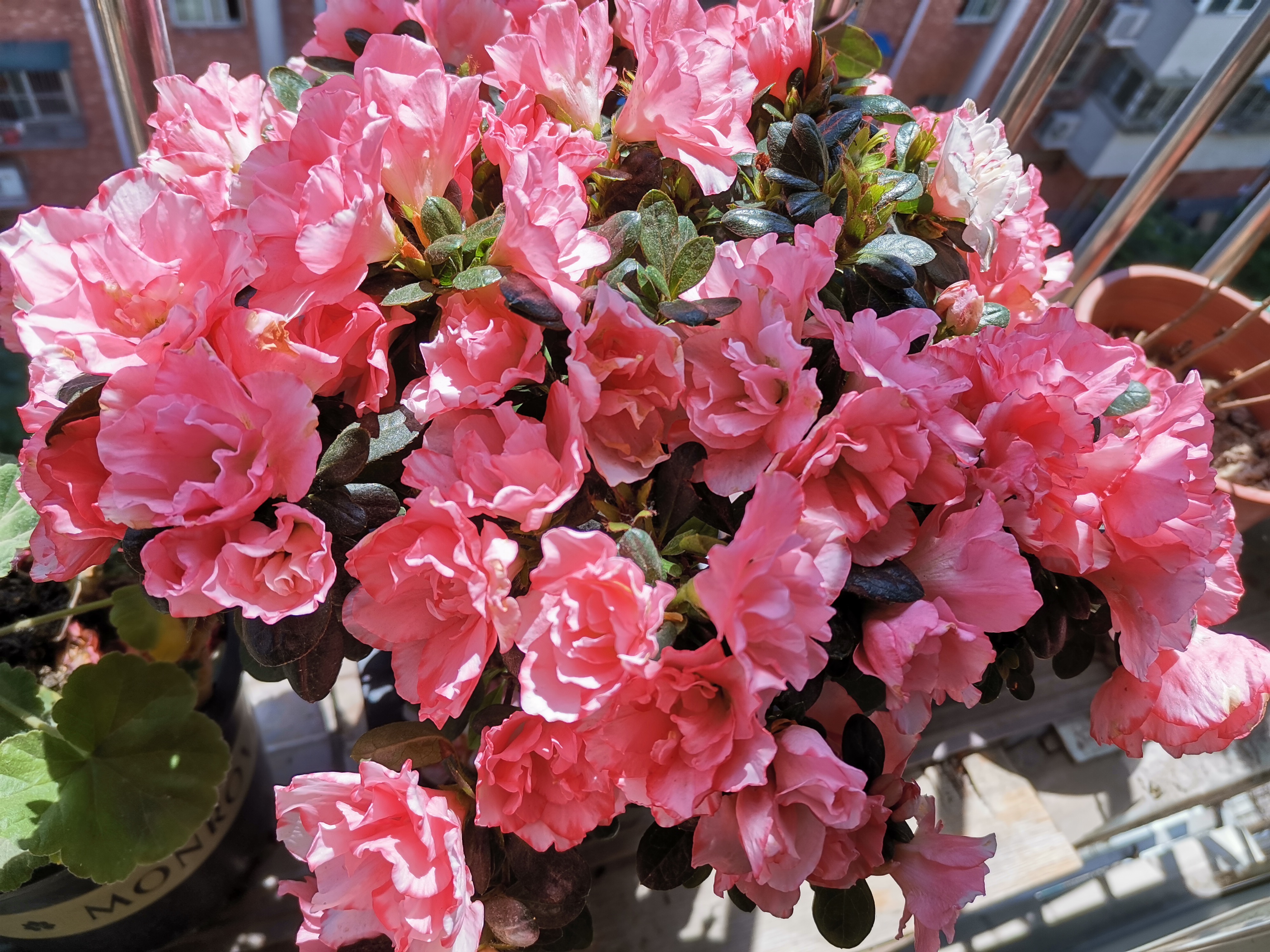 厨余垃圾沤制肥土最简单的方法,家庭厨余沤肥后怎么使用