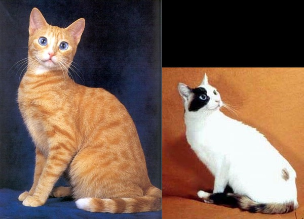 各种猫咪花纹品种,名贵品种猫咪大全