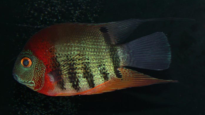 慈鲷品种,慈鲷类型