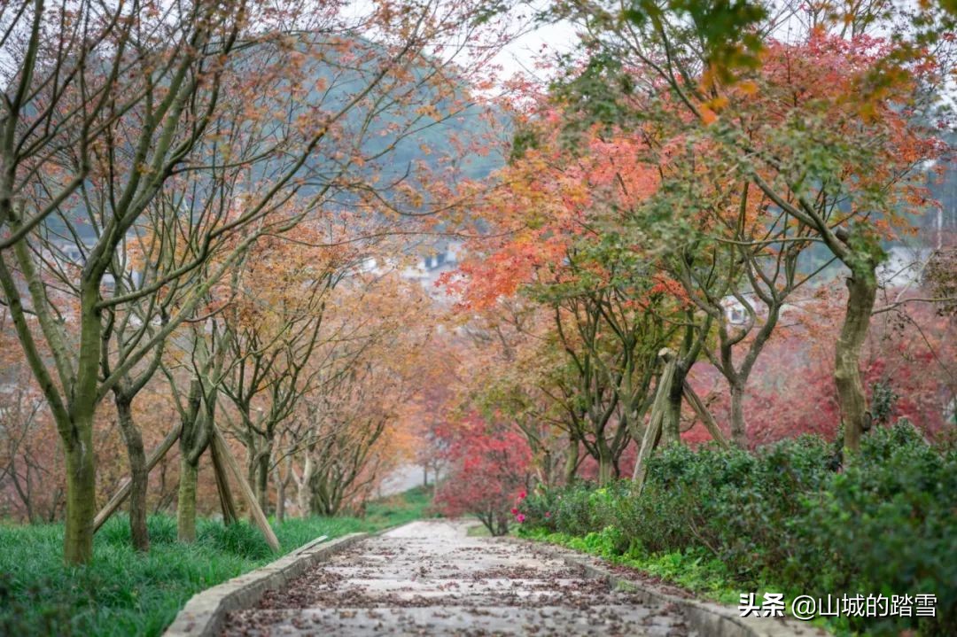 重庆巴南区旅游攻略,巴南主城区一日游的绝佳去处