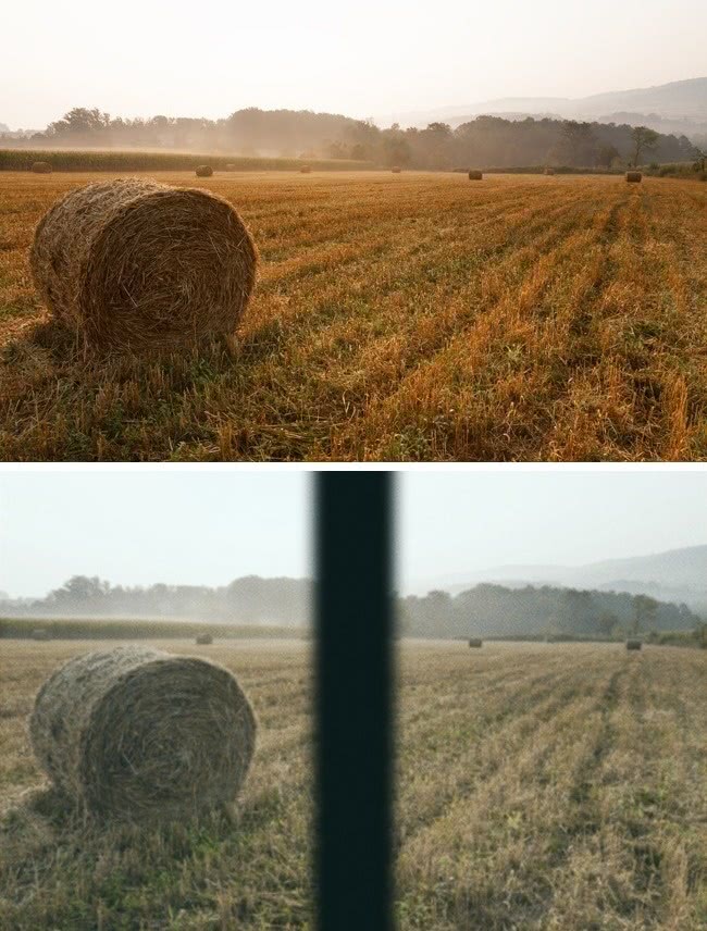 什么动物视力模糊不清,视力与人类一样的动物