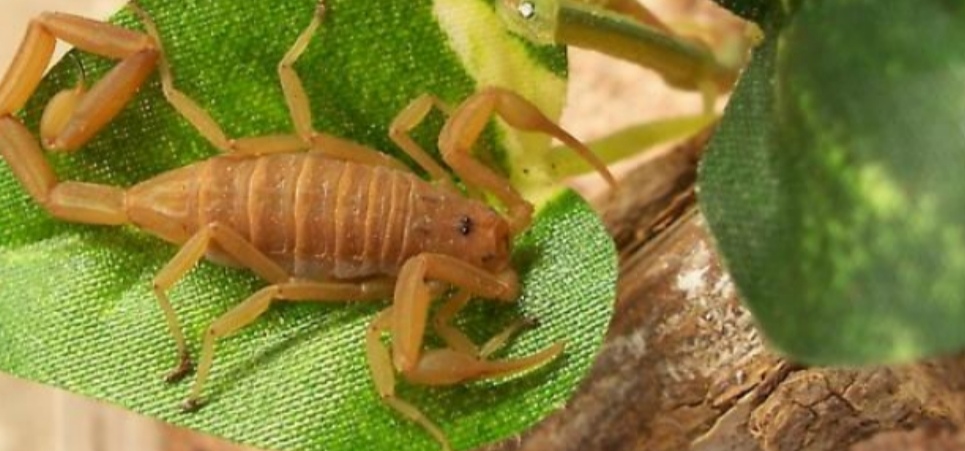 蝎子王的可怕之处,蝎子王都有哪些