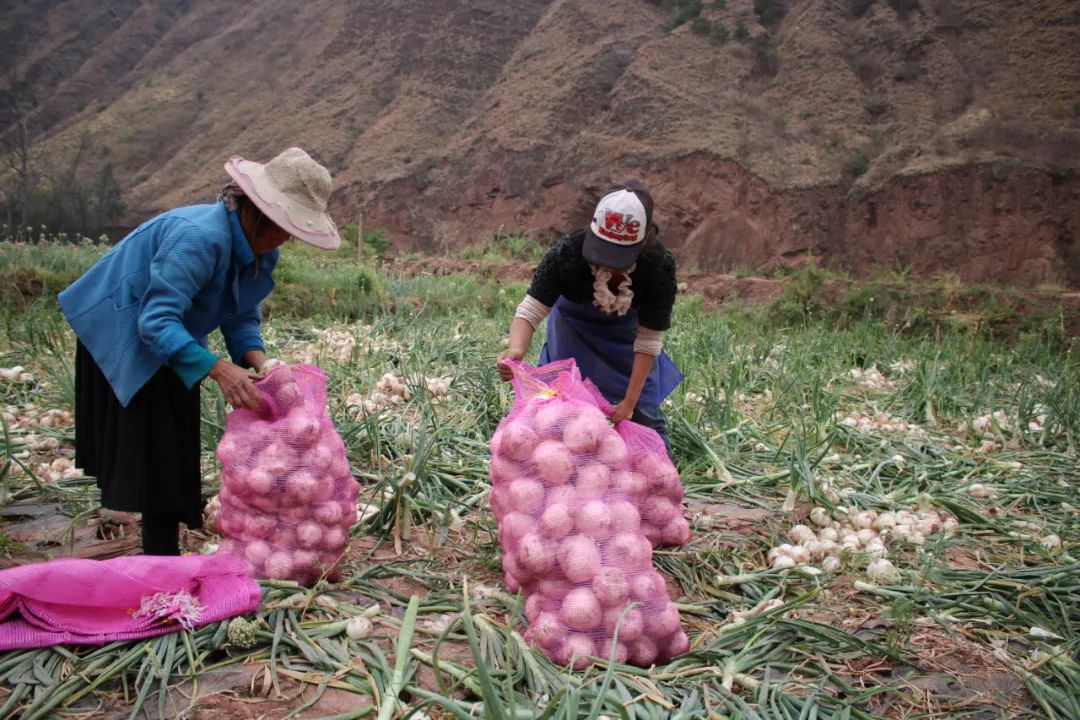 黄皮洋葱批发,黄皮洋葱今日报价