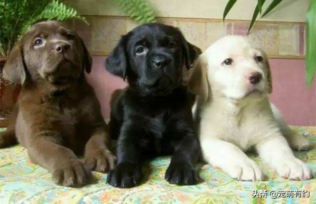 拉布拉多幼犬如何挑选需要多少钱,拉布拉多幼犬的好坏由谁来决定
