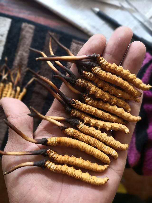 虫草的采挖时间是几个月,带你体验虫草采挖全过程