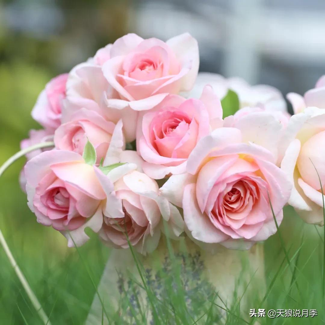 不容易，天狼自育终于打折了！空蒙只要50不到！