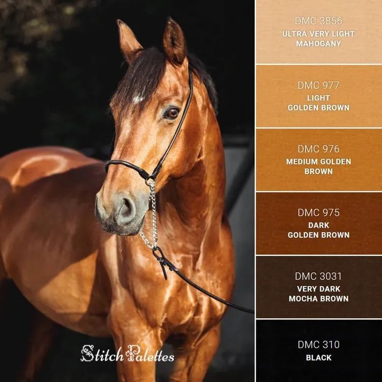 动物配色大全视频,配色的设计灵感