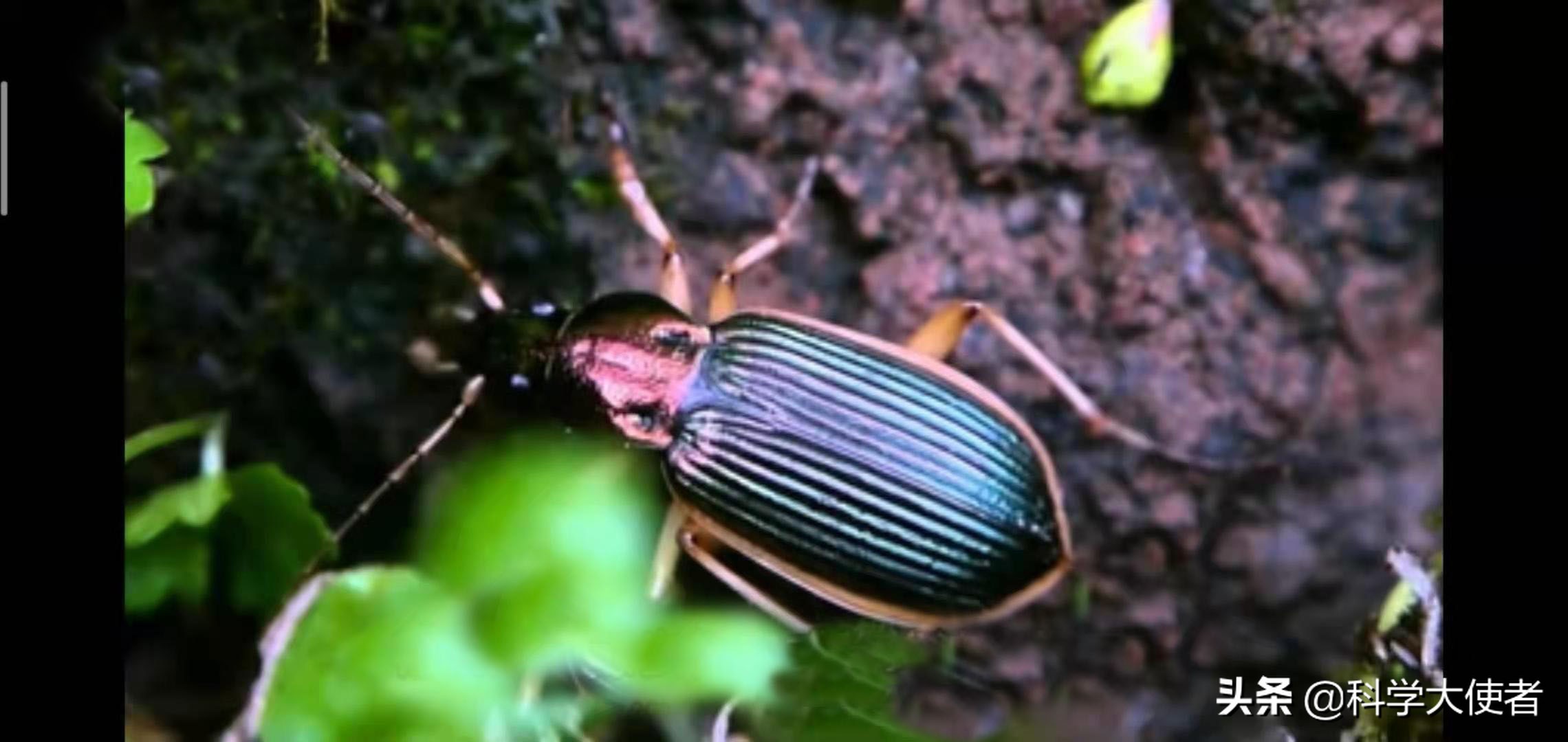 蛇能吃青蛙还是青蛙能吃蛇,蛇吃青蛙的全过程有多可怕