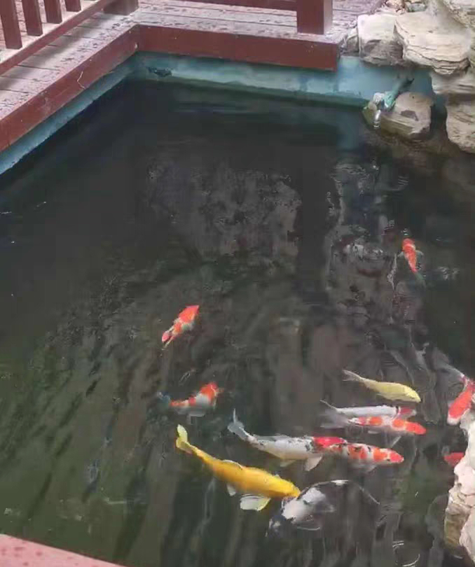 黄粉可以治疗锦鲤的白点病吗,锦鲤白点净治白点病几天会好