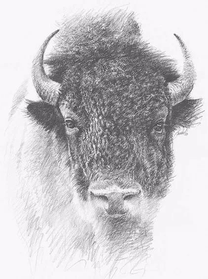 分享一套精美动物素描，值得收藏学习