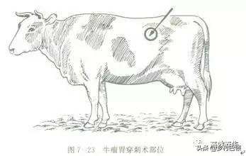 怎样预防牛胀气呢,牛胀气的防治